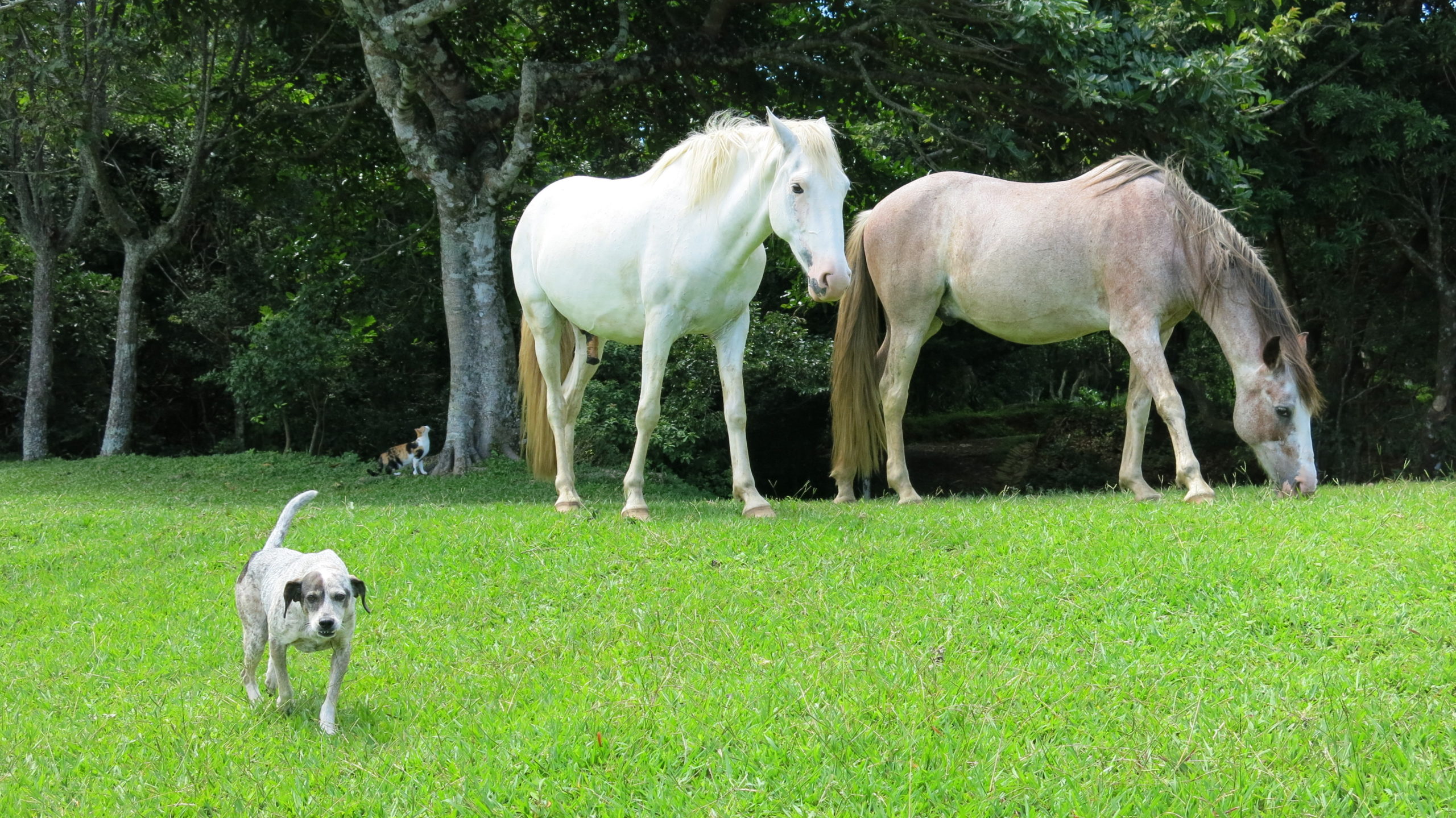 Animal Communication and Human Holistic Healing Testimonial Featured Banner Image with horses and dog