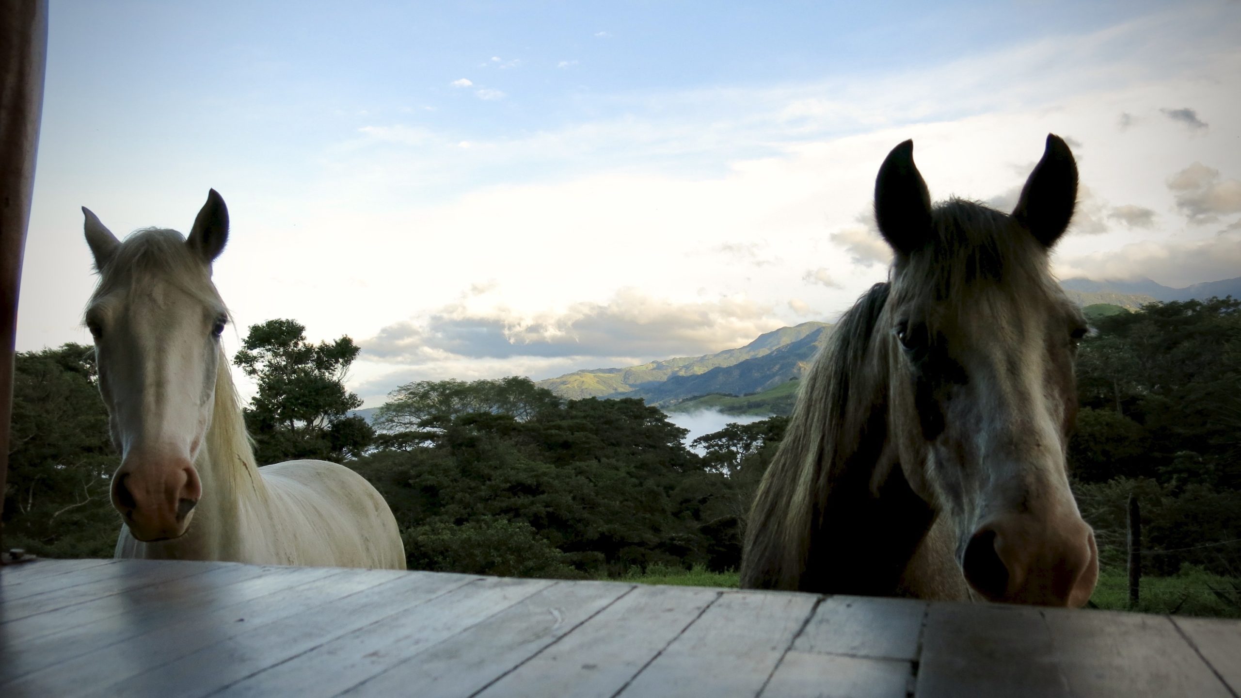 Animal Communication Communicator and Holistic Healing Tiago and Beso de Caramelo Horses with hills of costa rica in background